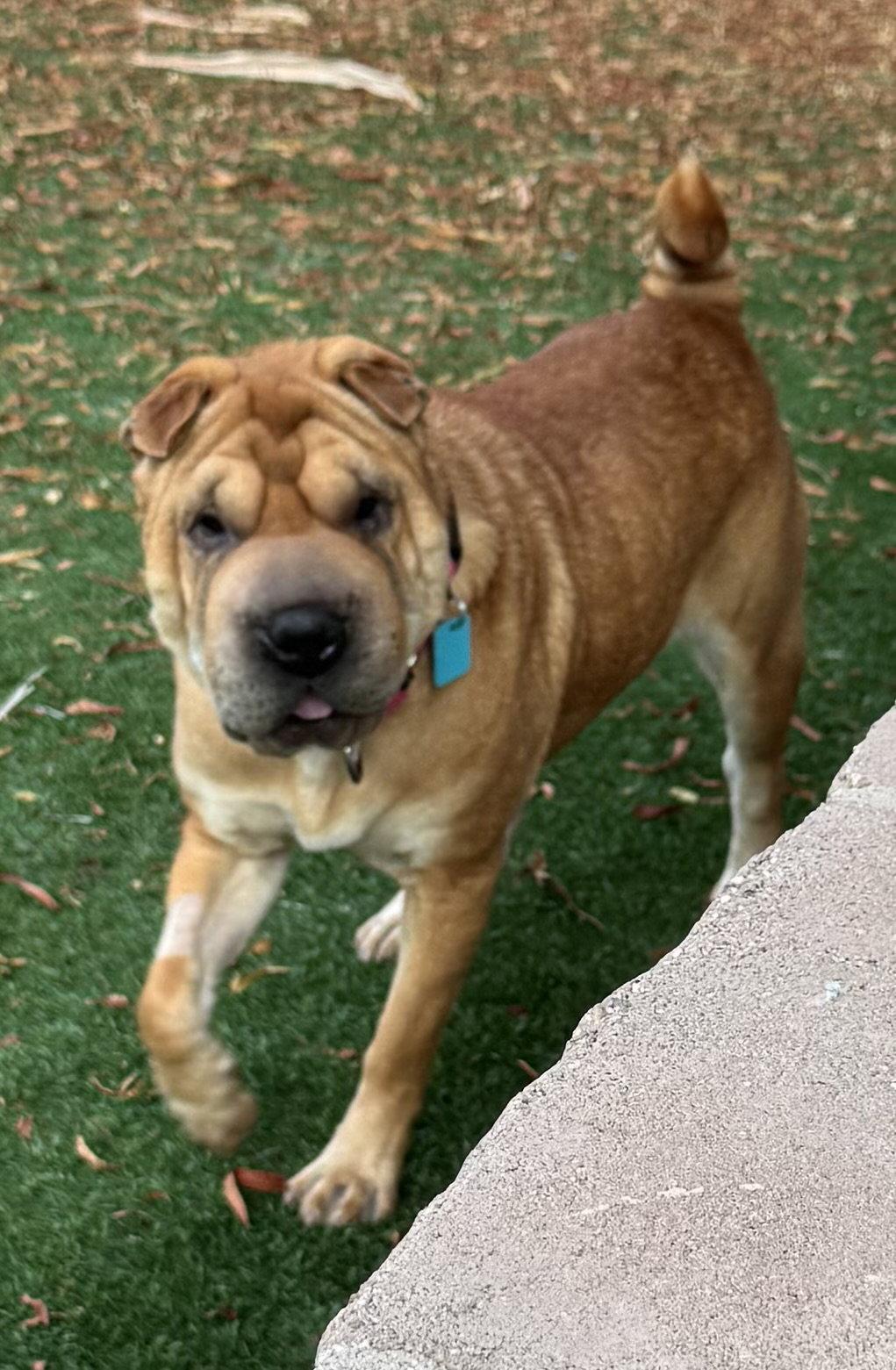Henrietta, a Adoptable Shar-Pei in Tucson, AZ image 3/3