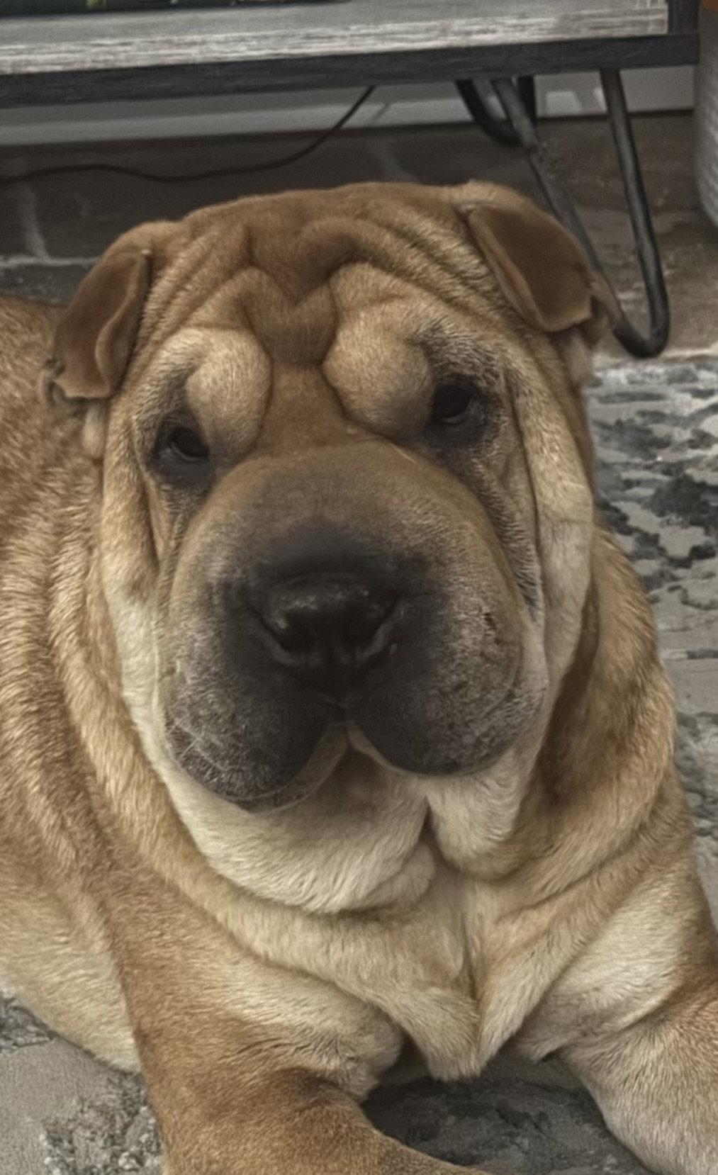 Henrietta, a Adoptable Shar-Pei in Tucson, AZ image 3/3