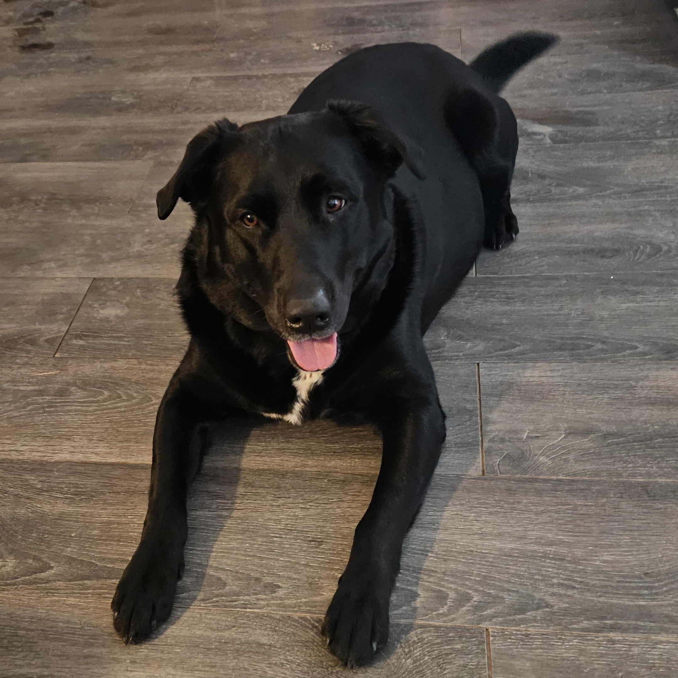 Enlarge Hunter, a ADOPTABLE mixed breed in Dickinson, ND image 1/1