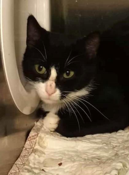 Selina, Adoptable, Adult Female Domestic Short Hair.