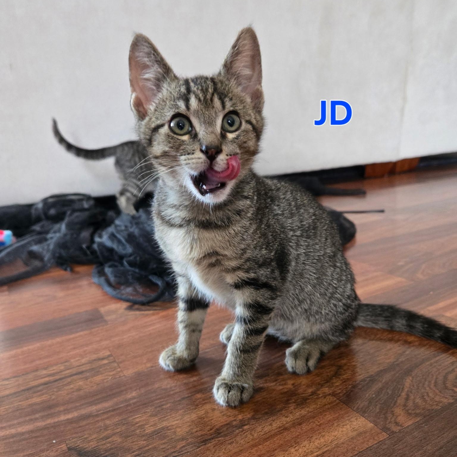 Enlarge JD, a Adoptable Domestic Short Hair in Nashville, TN image 1/6