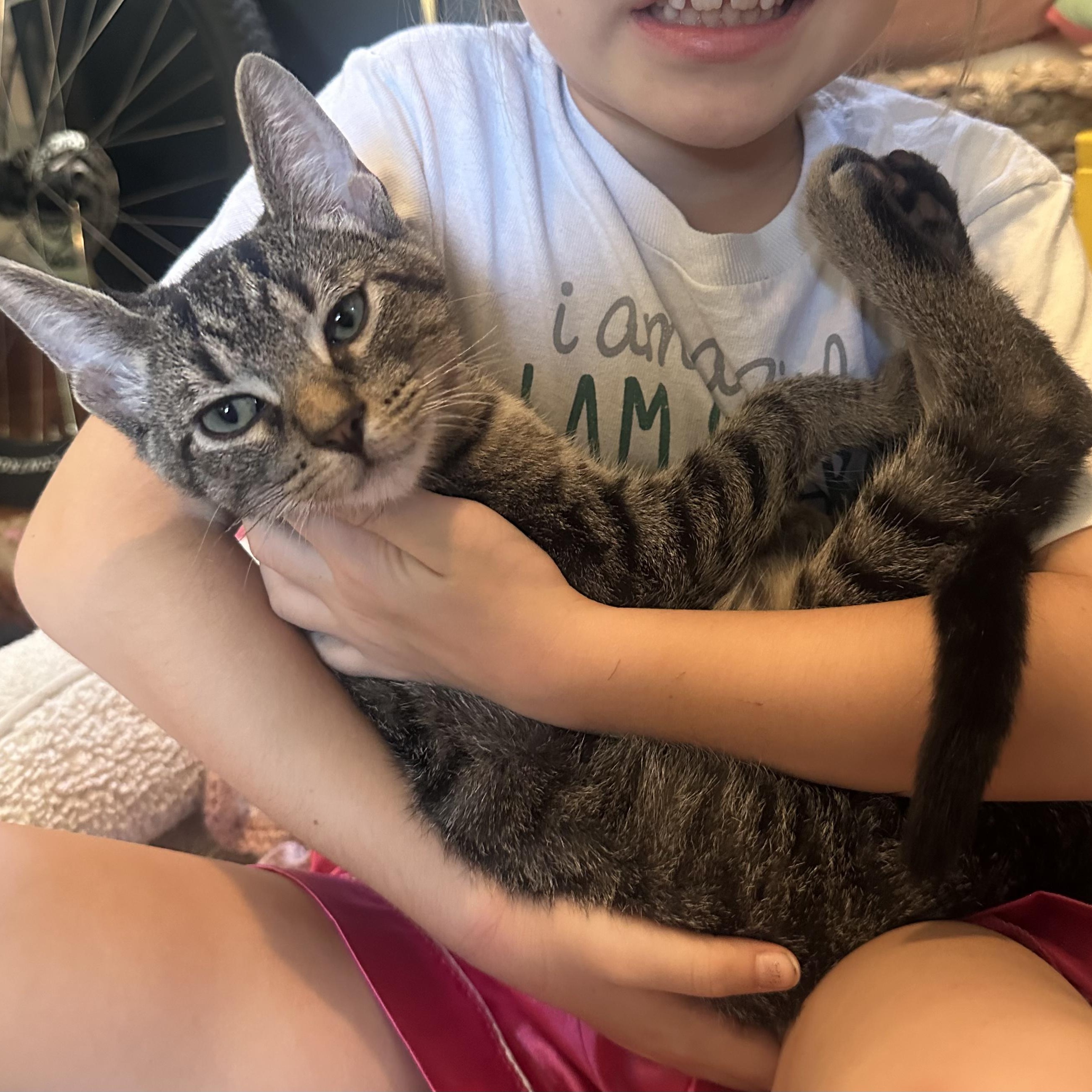 Enlarge JD, a Adoptable Domestic Short Hair in Nashville, TN image 6/6