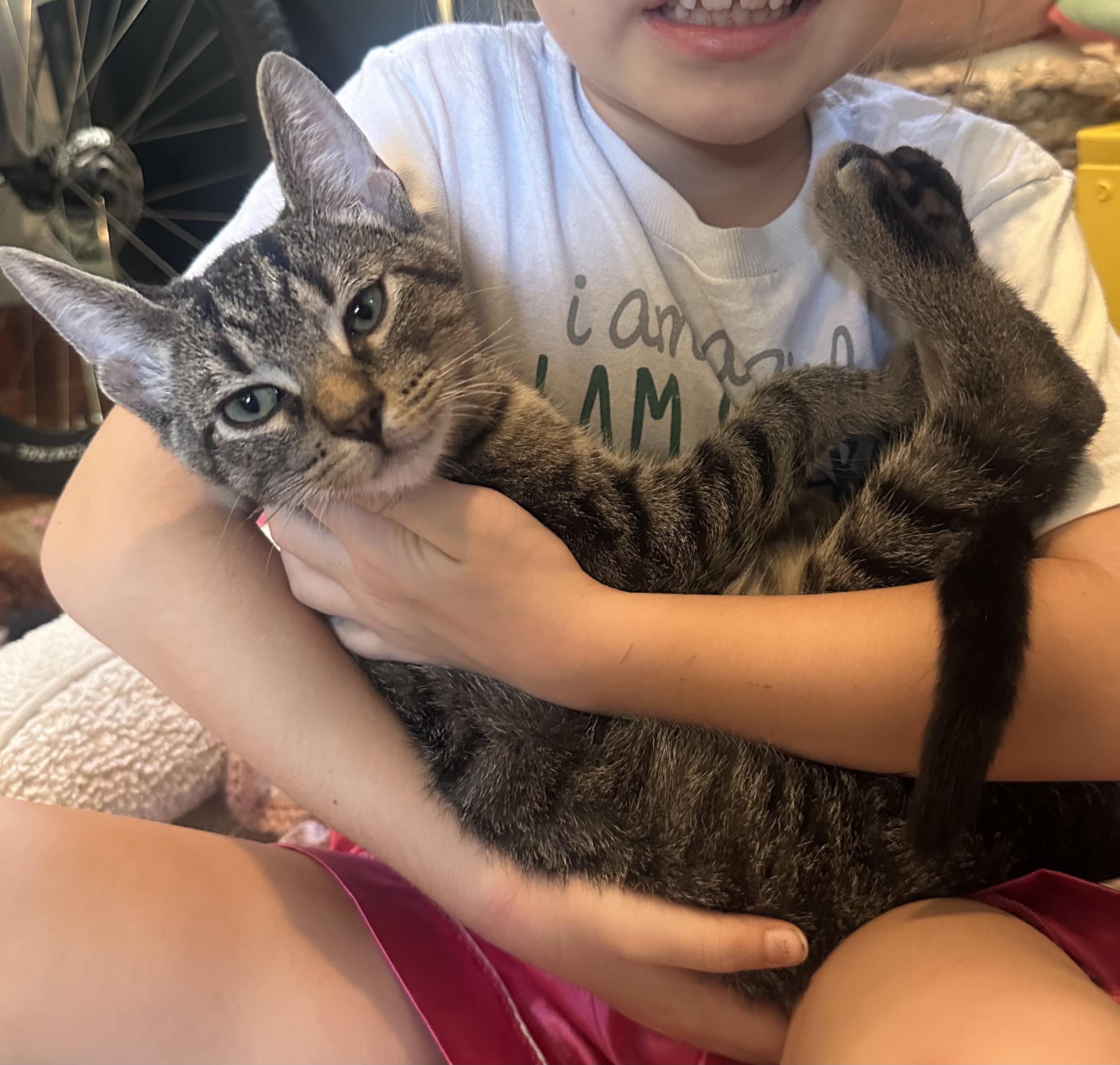 Enlarge JD, a Adoptable Domestic Short Hair in Nashville, TN image 2/6