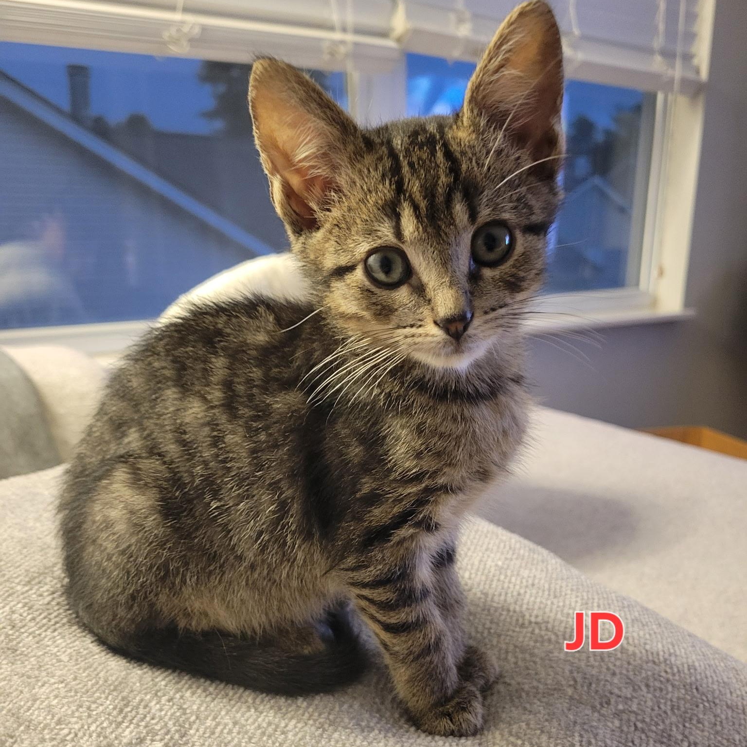 Enlarge JD, a Adoptable Domestic Short Hair in Nashville, TN image 3/6