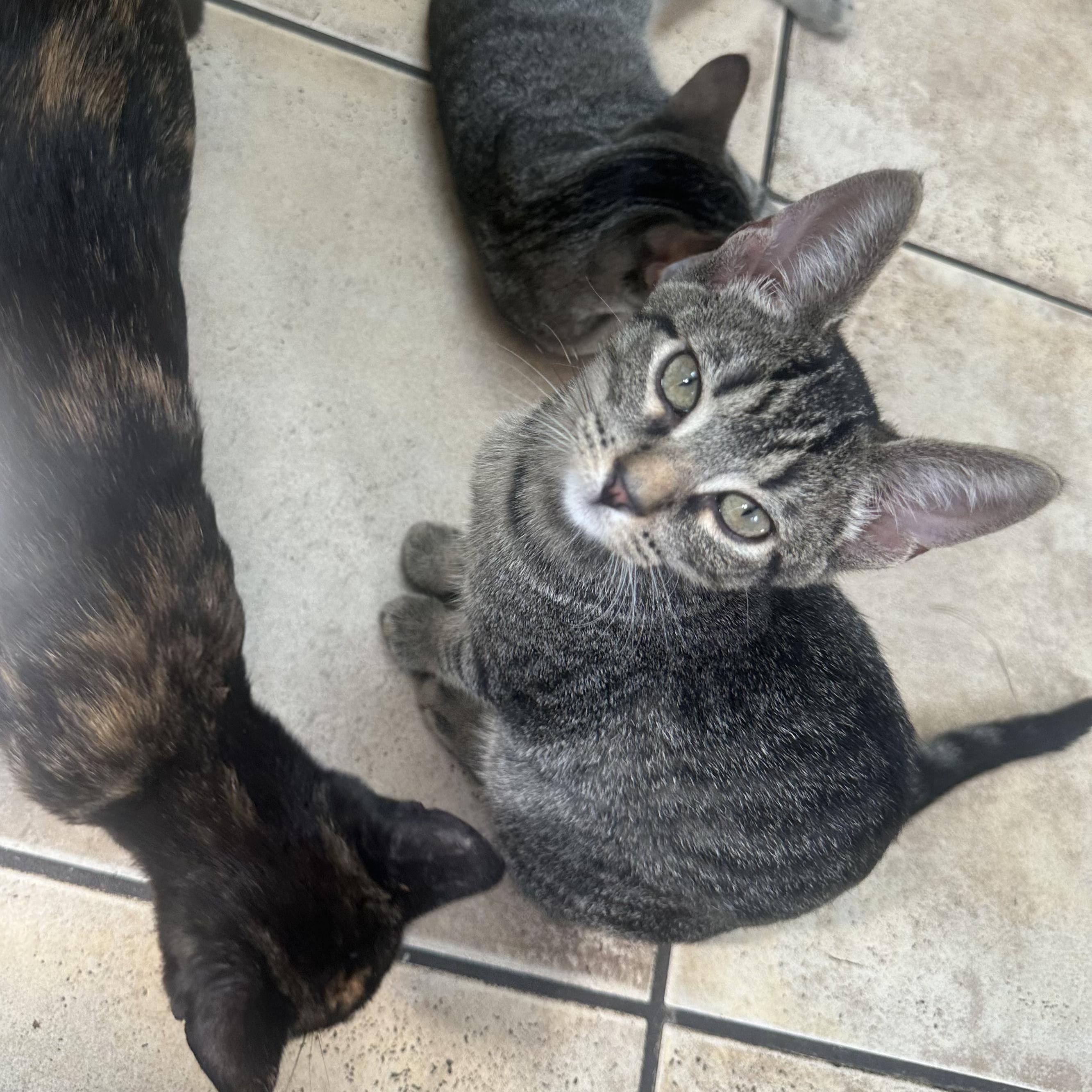 Enlarge JD, a Adoptable Domestic Short Hair in Nashville, TN image 4/6