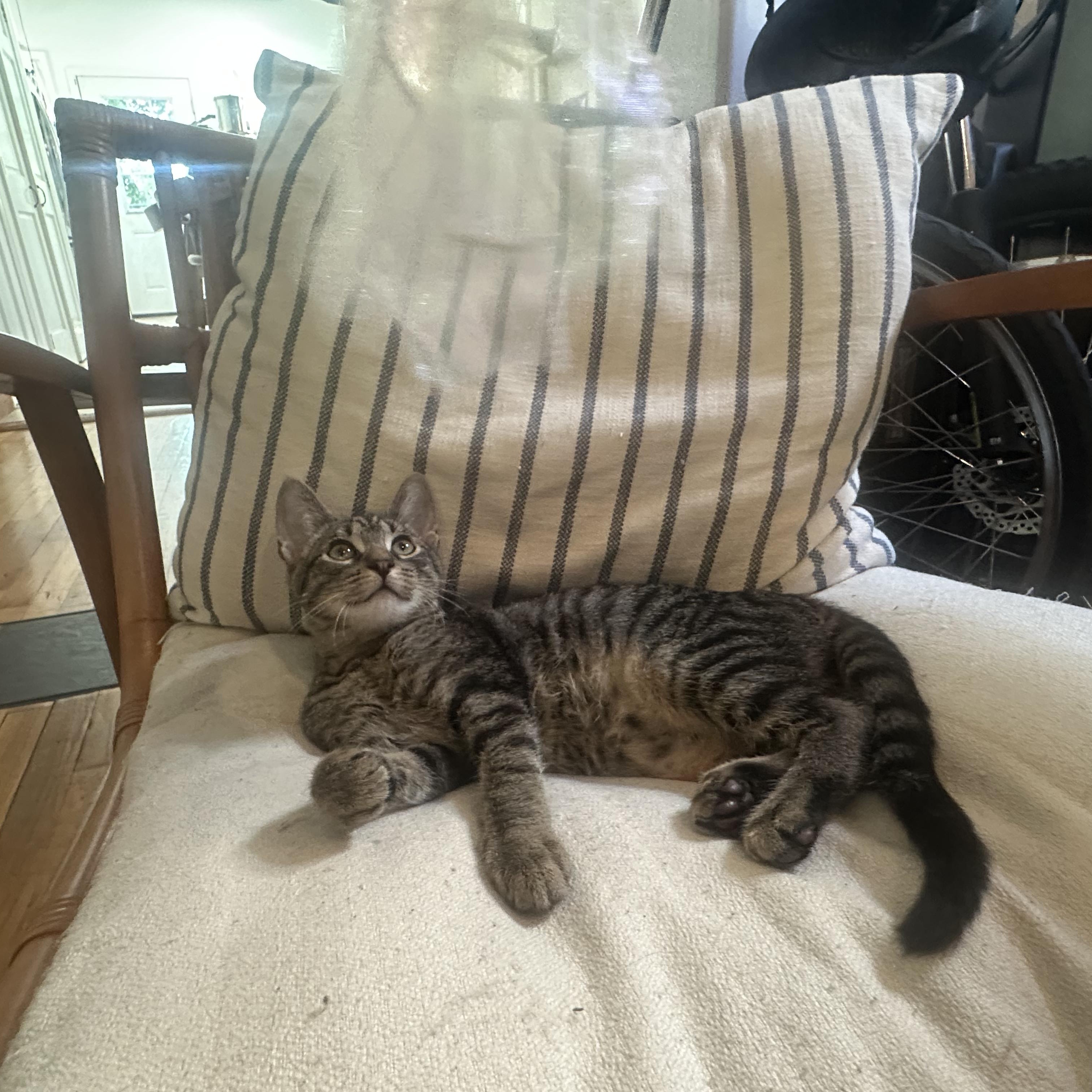 Enlarge JD, a Adoptable Domestic Short Hair in Nashville, TN image 5/6