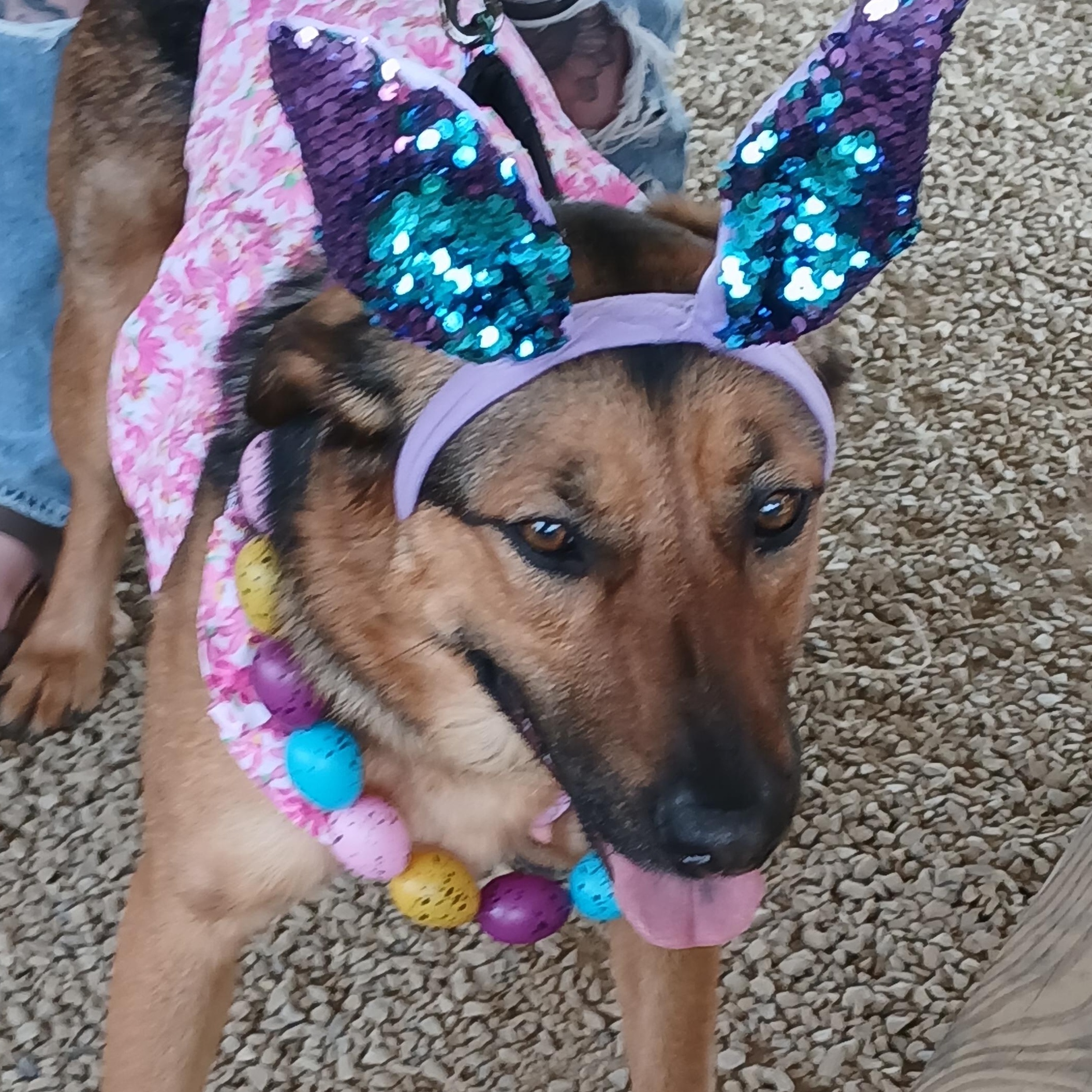 Enlarge Thelma, a ADOPTABLE mixed breed in Irvine, KY image 1/4