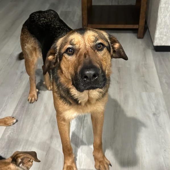 Enlarge Thelma, a ADOPTABLE mixed breed in Irvine, KY image 3/4