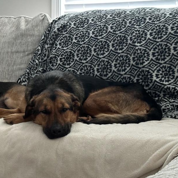 Enlarge Thelma, a ADOPTABLE mixed breed in Irvine, KY image 4/4