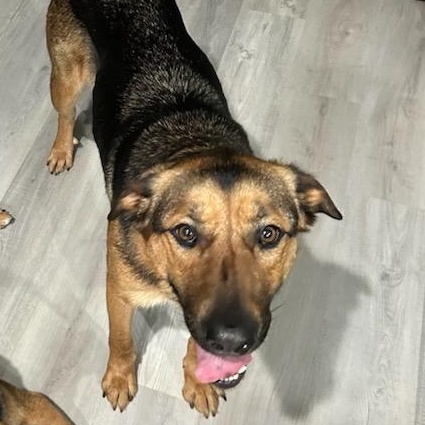 Thelma, ADOPTABLE, Adult Female German Shepherd Dog.