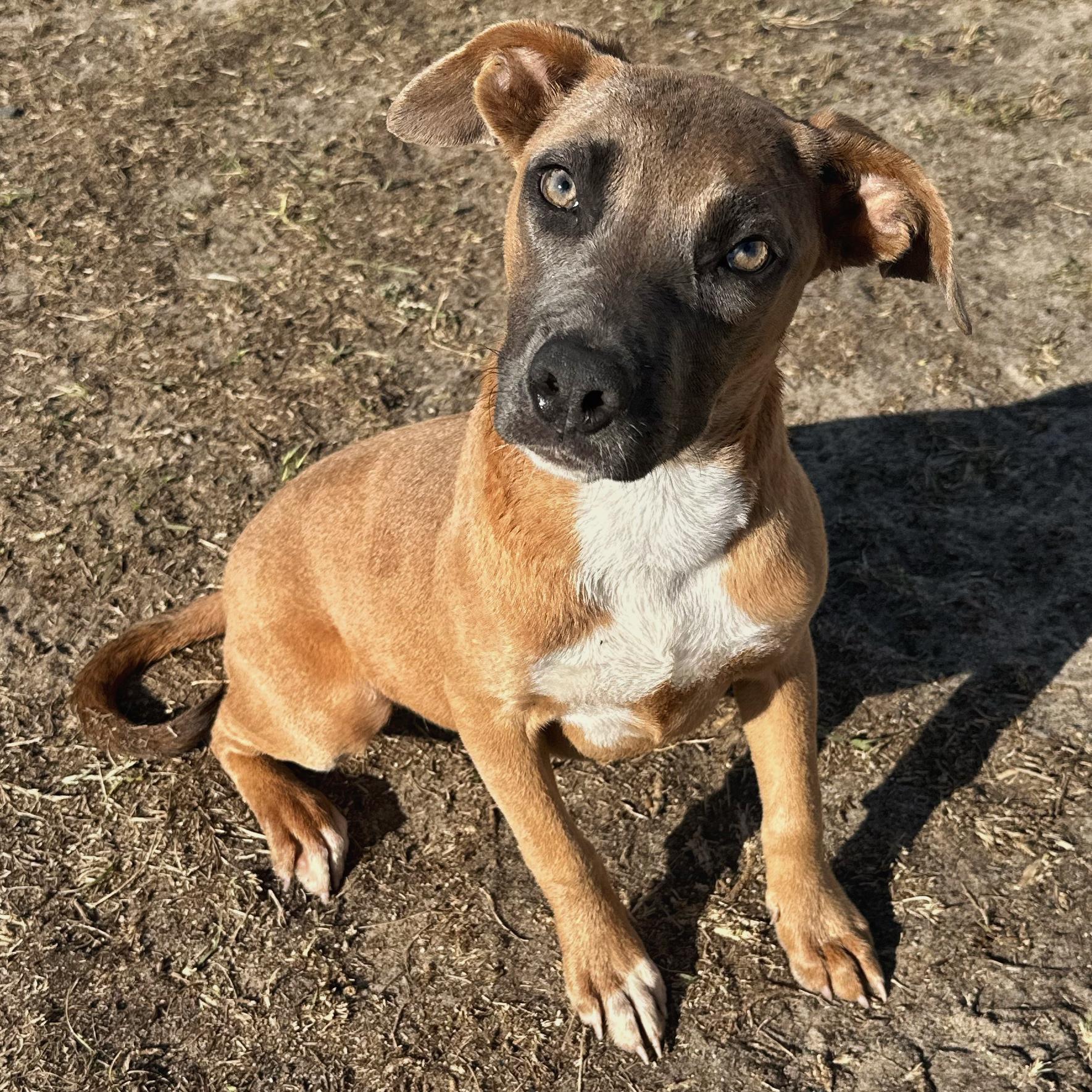 Beach, a Adoptable mixed breed in Valdosta, GA image 2/3