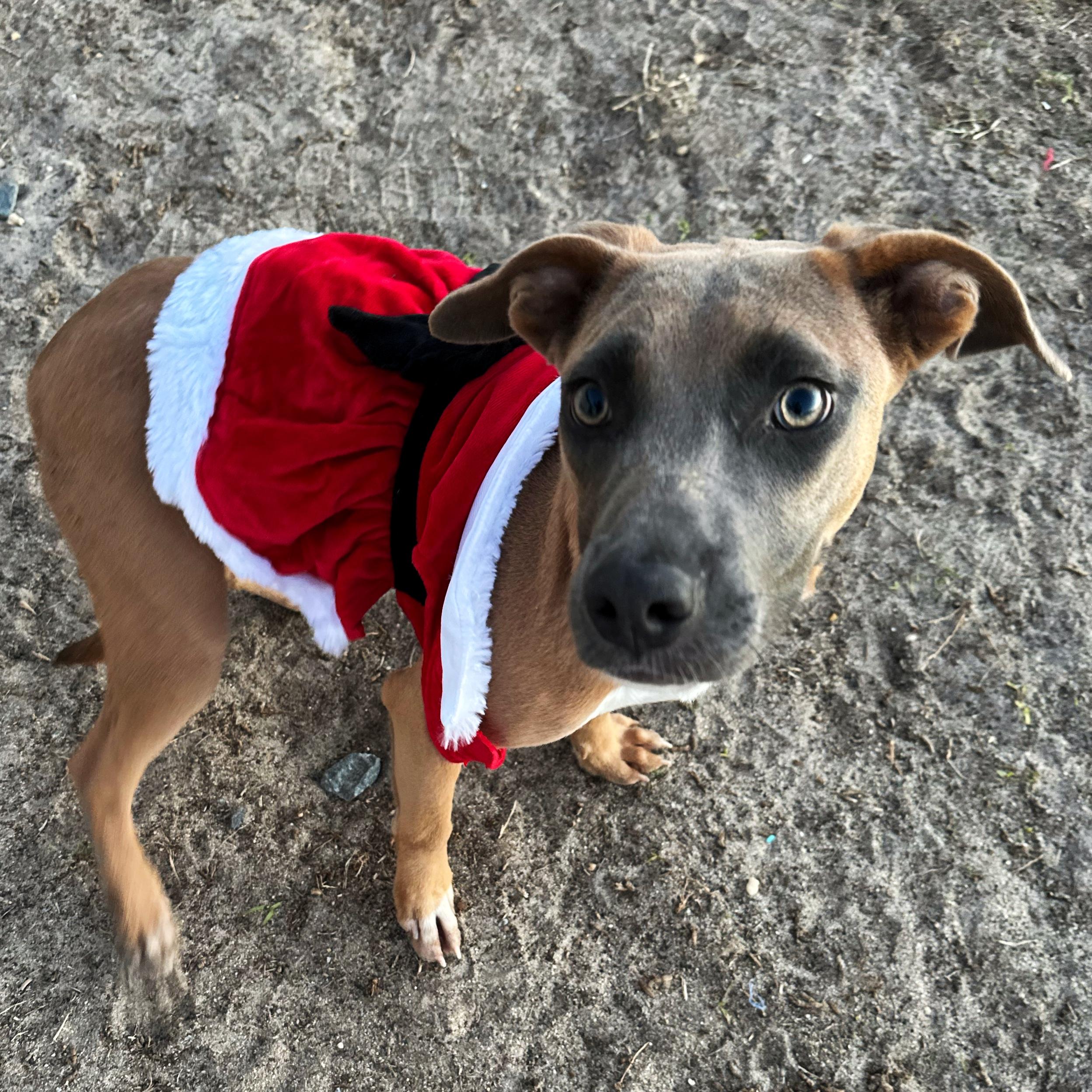 Enlarge Beach, a Adoptable mixed breed in Valdosta, GA image 5/5