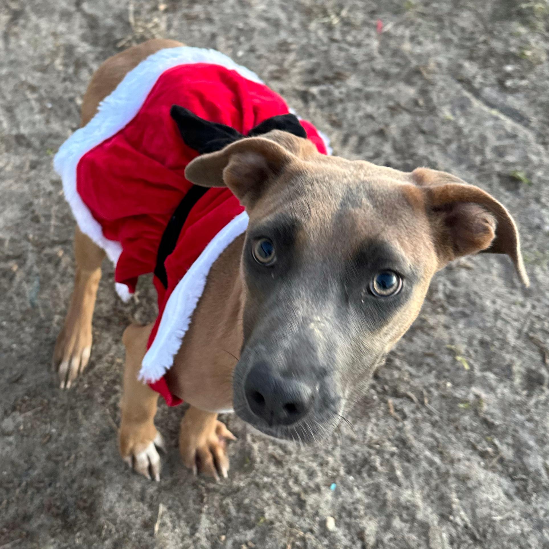 Enlarge Beach, a Adoptable mixed breed in Valdosta, GA image 4/5