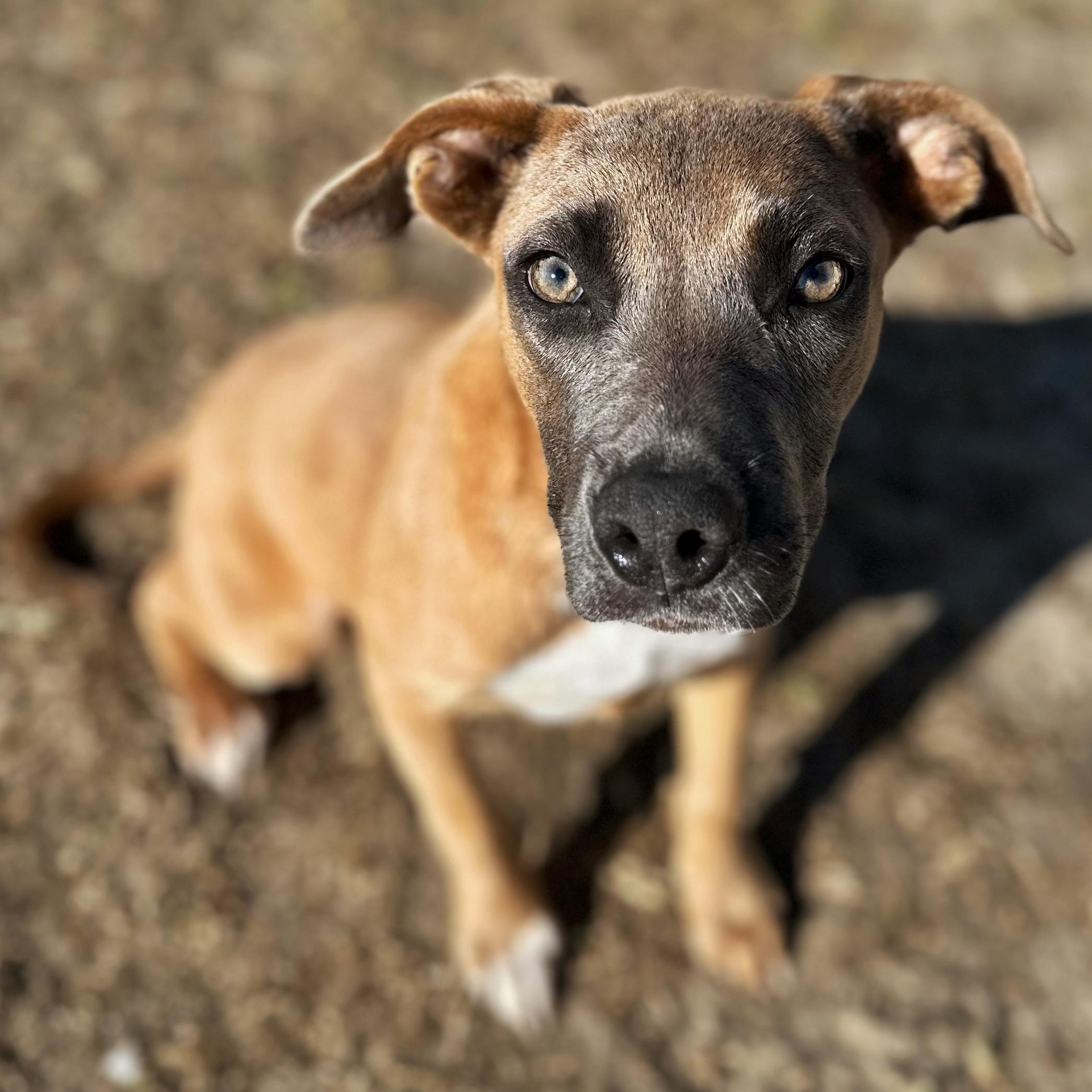 Beach, a Adoptable mixed breed in Valdosta, GA image 3/3