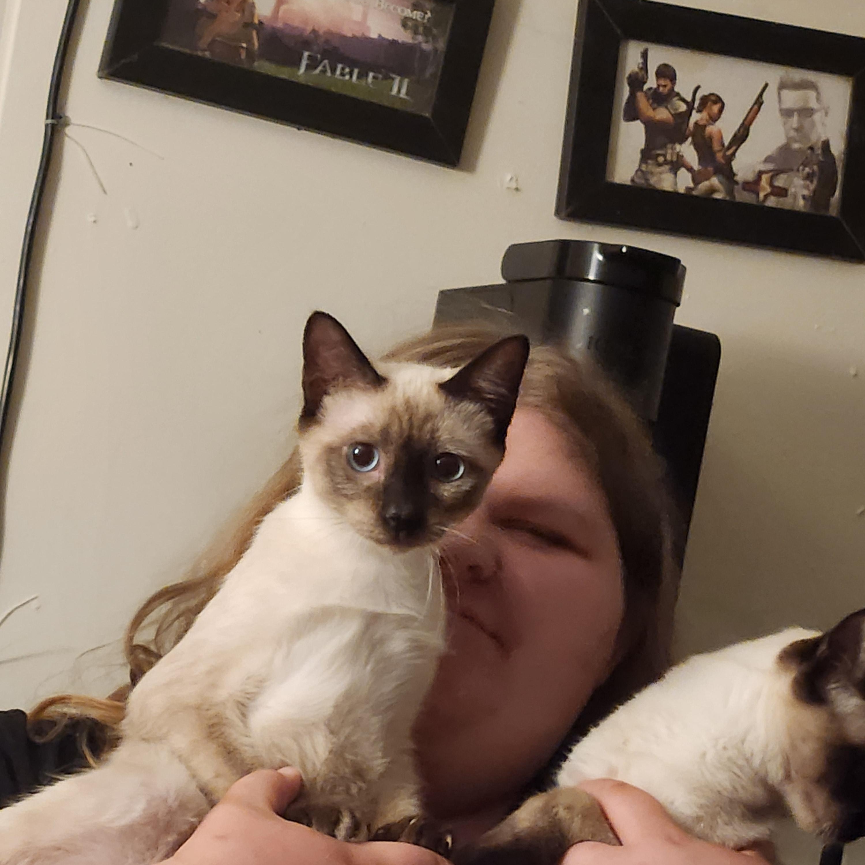 Billy, adopted, Adult Male Siamese.