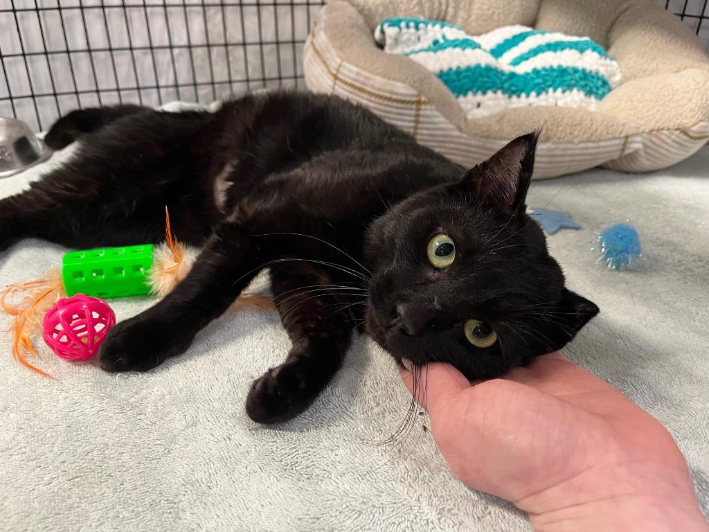 Enlarge Coal Miner, a Adoptable mixed breed in Raleigh, NC image 1/5