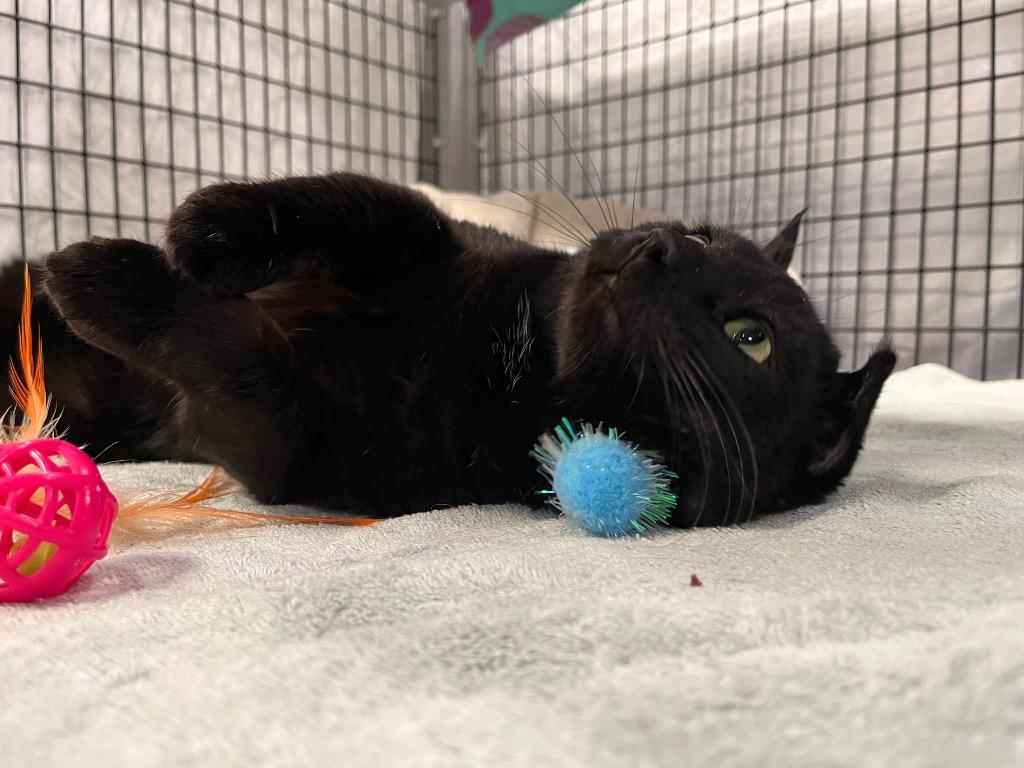 Enlarge Coal Miner, a Adoptable mixed breed in Raleigh, NC image 2/5