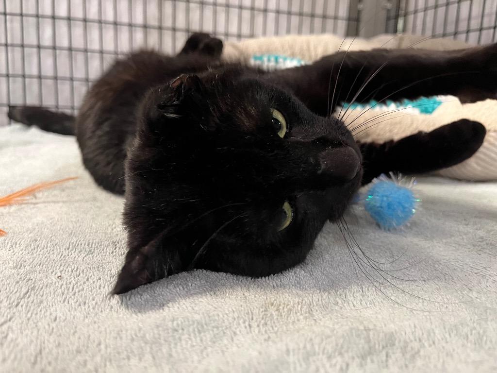 Enlarge Coal Miner, a Adoptable mixed breed in Raleigh, NC image 3/5