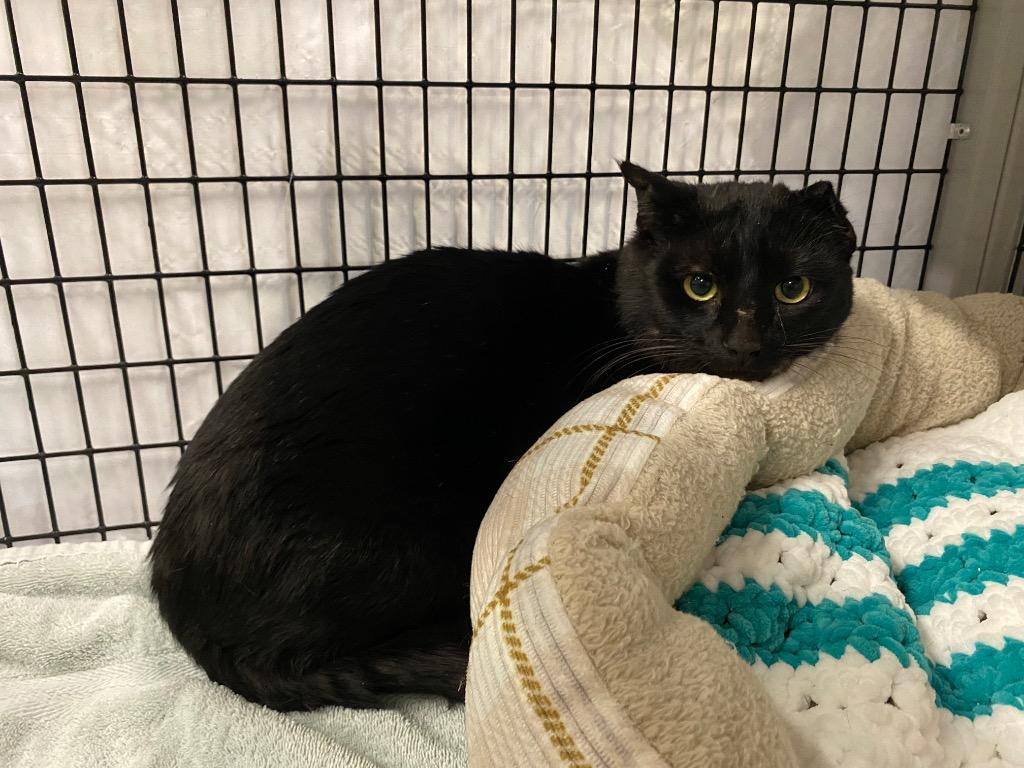 Coal Miner, Adoptable, Young Male Domestic Short Hair.