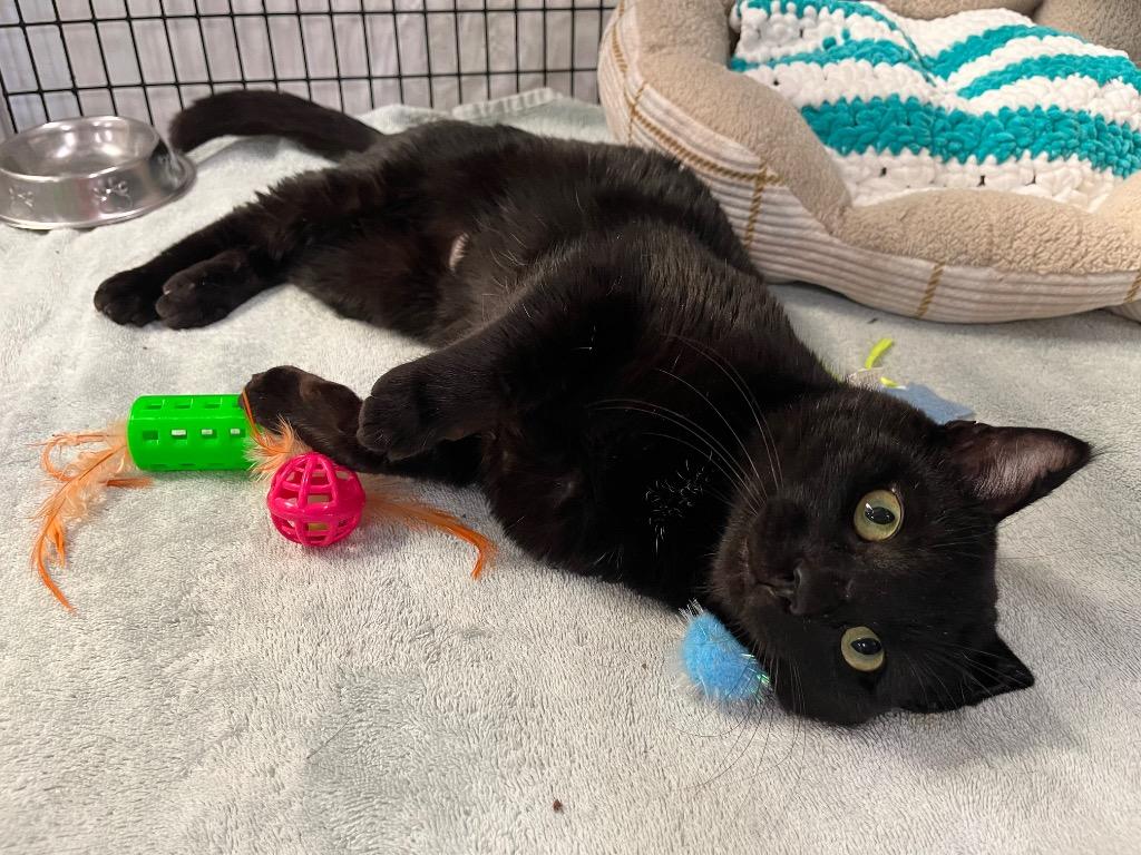 Enlarge Coal Miner, a Adoptable mixed breed in Raleigh, NC image 5/5