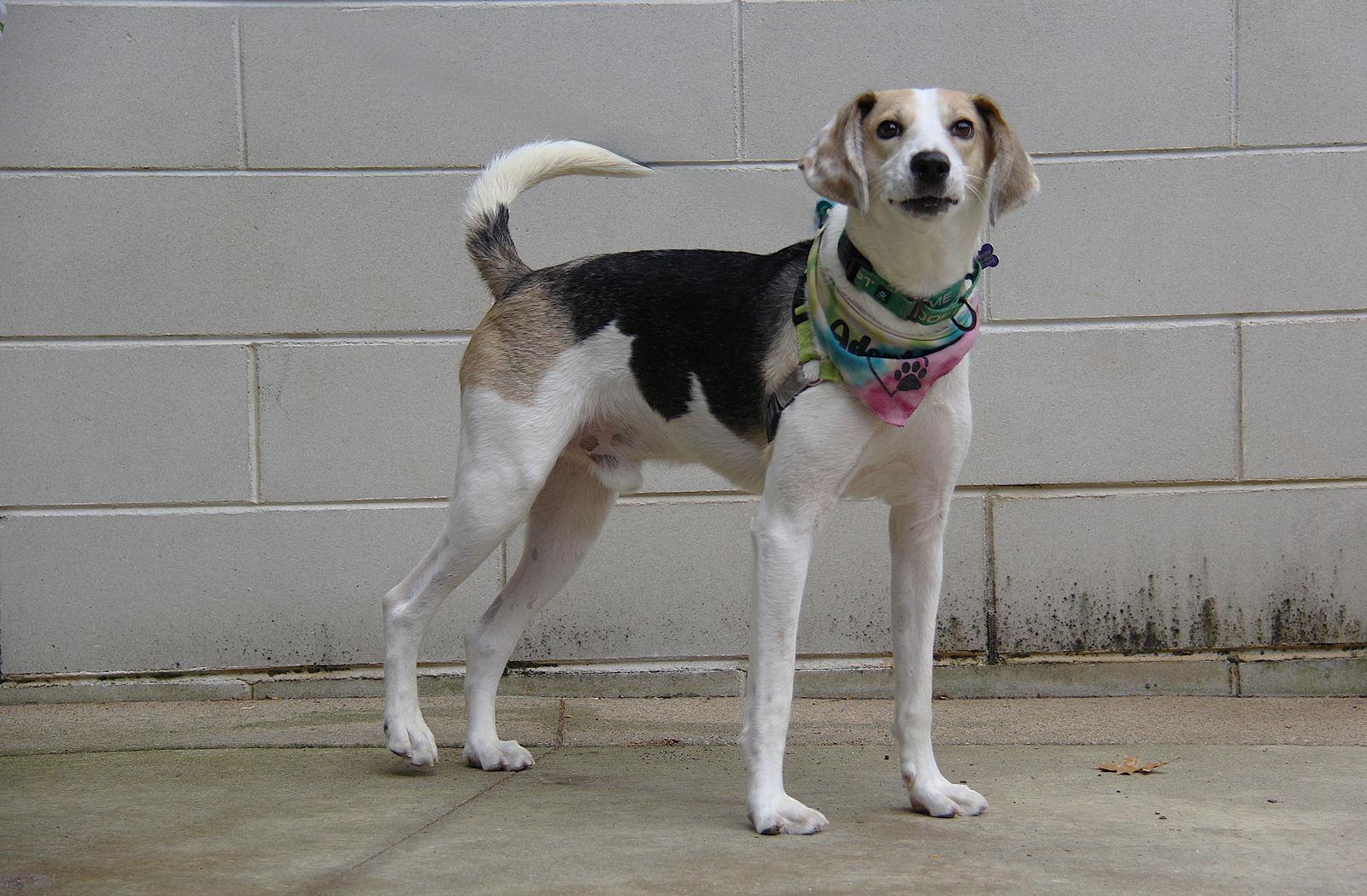 Wilder, Adoptable, Young Male Foxhound.