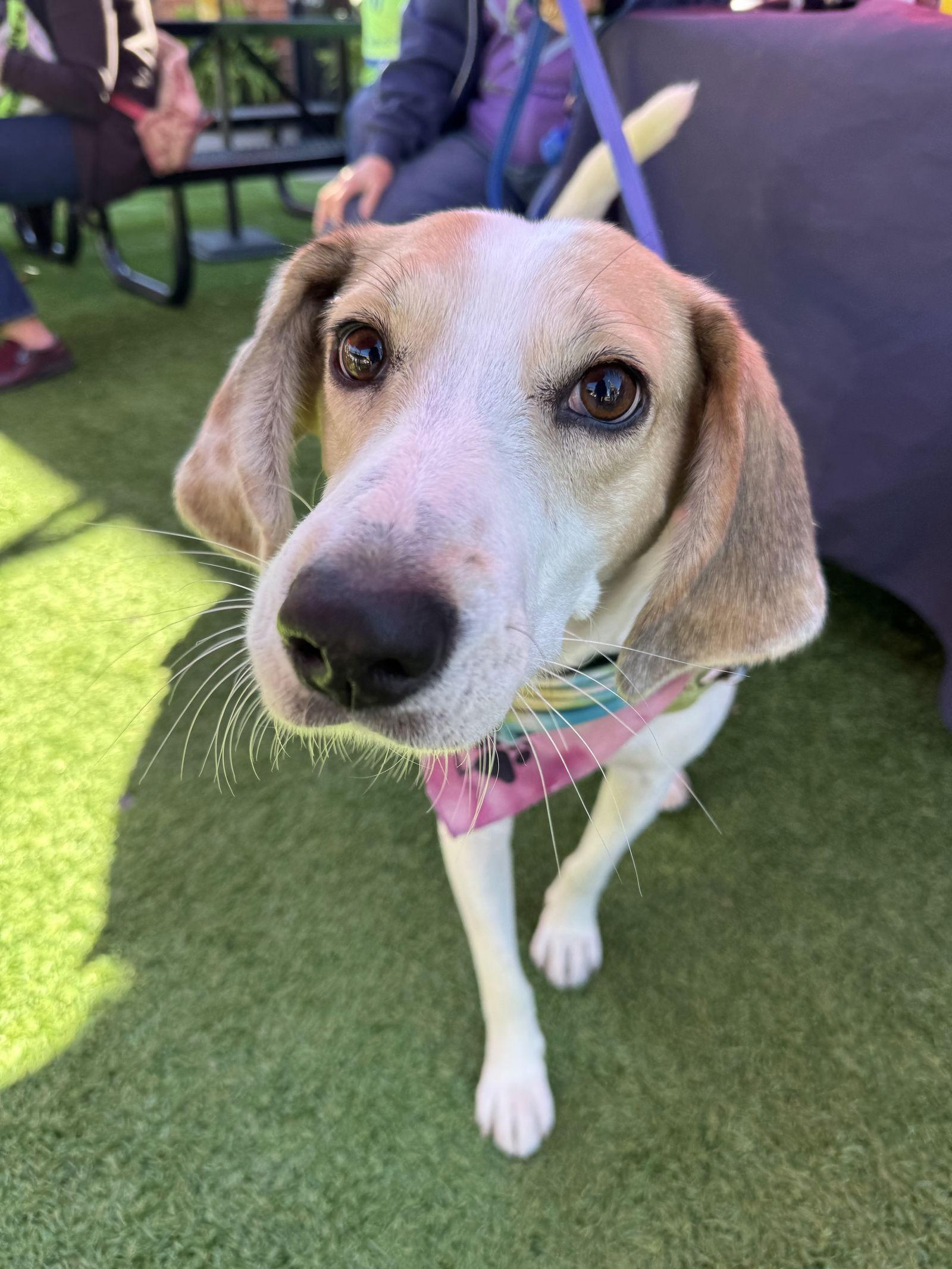 Enlarge Wilder, a Adoptable Foxhound in Charlotte, NC image 2/3