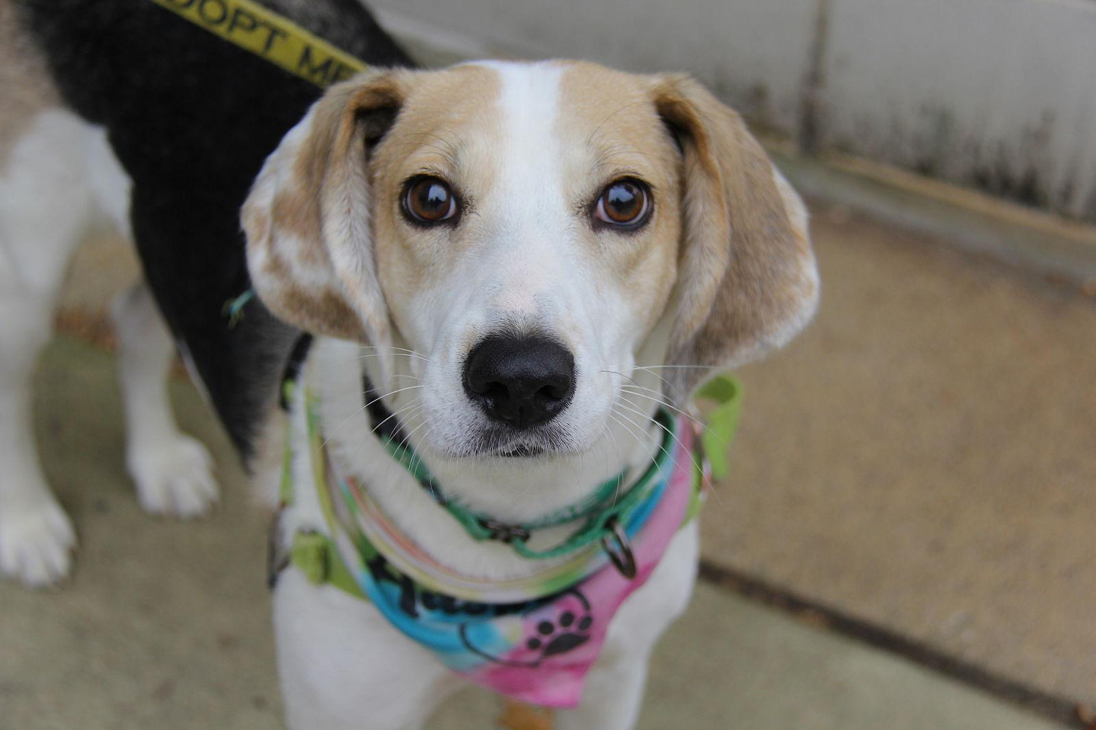Enlarge Wilder, a Adoptable Foxhound in Charlotte, NC image 3/3