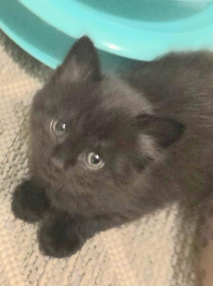 Balu, Adoptable, Kitten Male Domestic Short Hair.