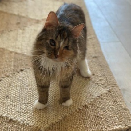 Enlarge Kaleidoscope, a Adoptable Domestic Long Hair in Alexandria, VA image 4/6