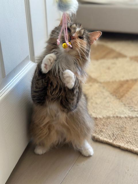 Enlarge Kaleidoscope, a Adoptable Domestic Long Hair in Alexandria, VA image 5/6