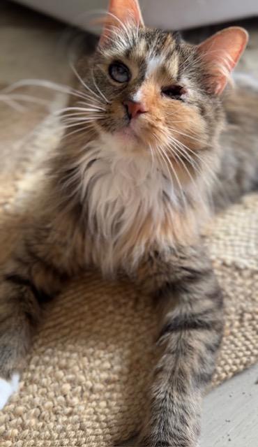 Enlarge Kaleidoscope, a Adoptable Domestic Long Hair in Alexandria, VA image 6/6
