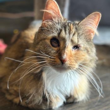 Enlarge Kaleidoscope, a Adoptable Domestic Long Hair in Alexandria, VA image 3/6