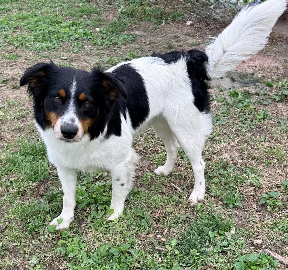 1114 Jet, Adoptable, Young Male Australian Shepherd & Border Collie.