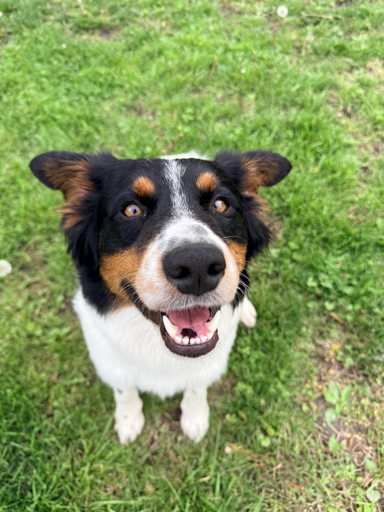 Enlarge 1114 Jet, a Adoptable mixed breed in Ringwood, IL image 2/5