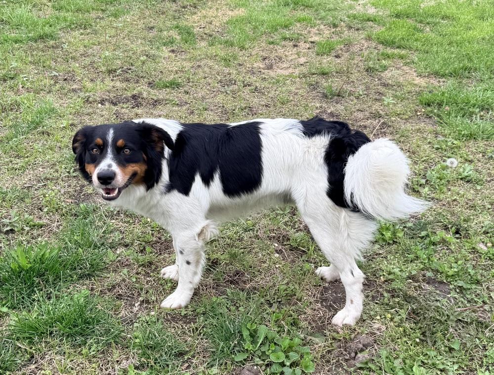 Enlarge 1114 Jet, a Adoptable mixed breed in Ringwood, IL image 3/5