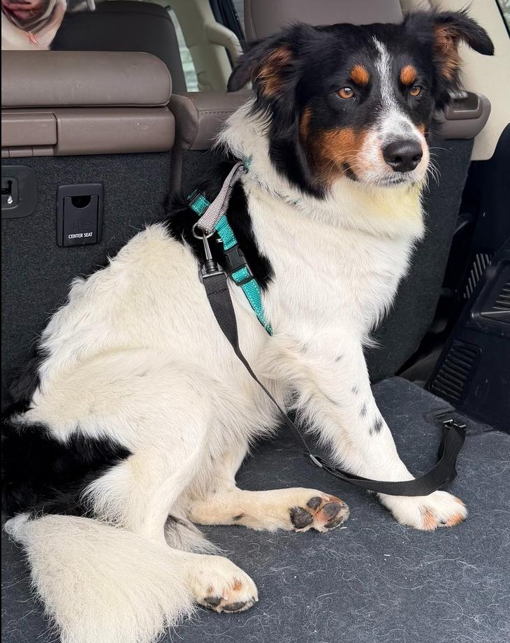 Enlarge 1114 Jet, a Adoptable mixed breed in Ringwood, IL image 4/5