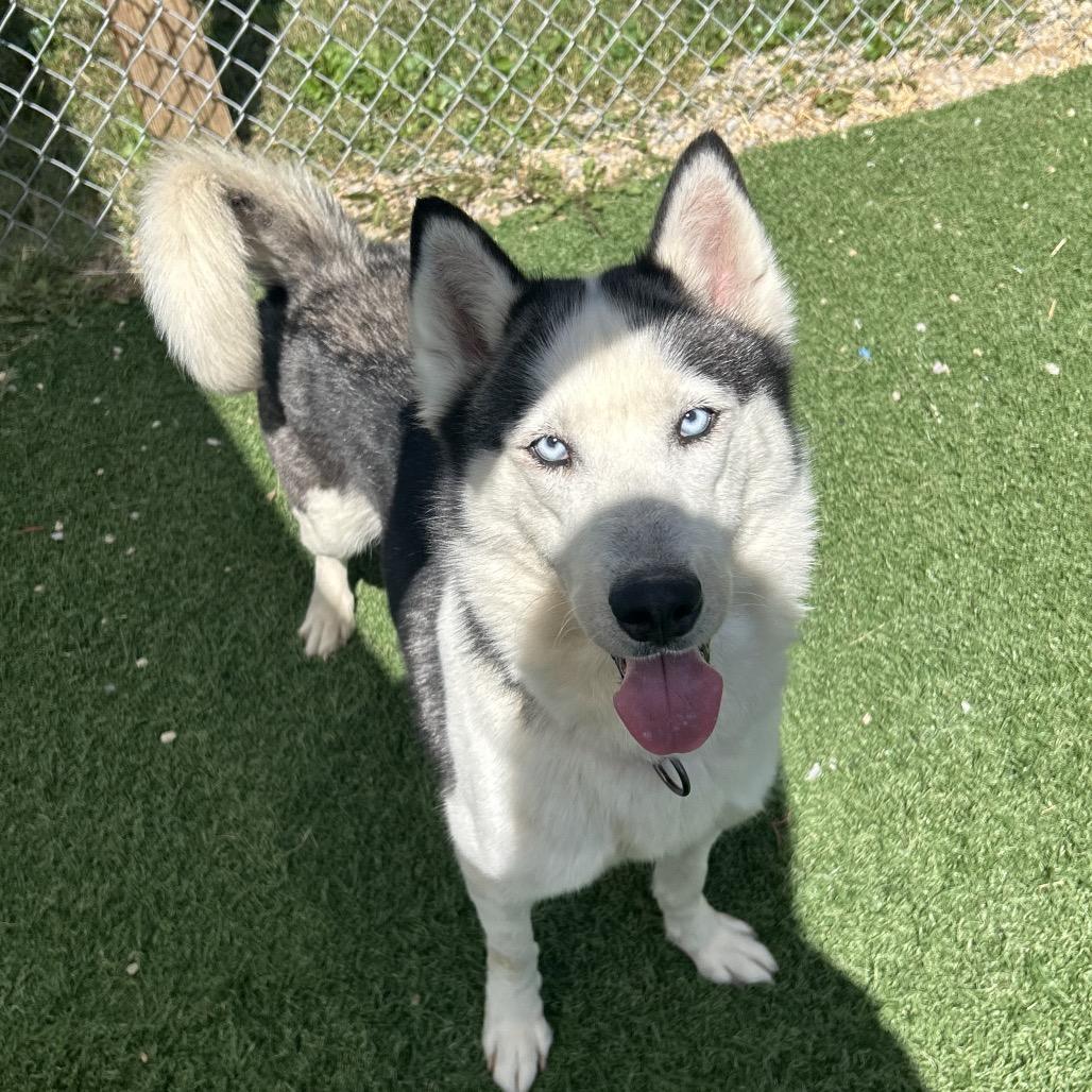 Hocus, Adoptable, Adult Female Husky.