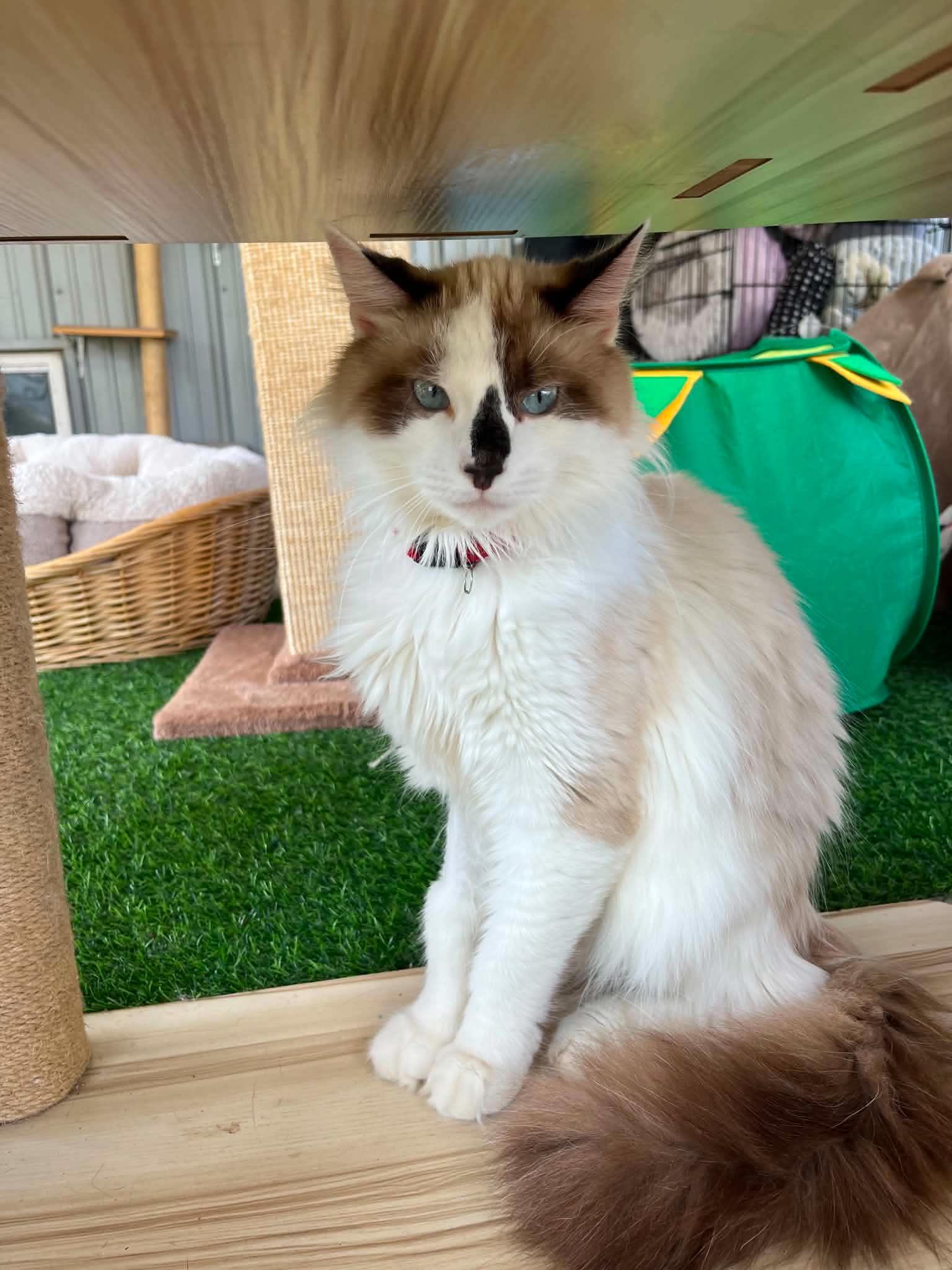 Enlarge Lennon, a Adopted Domestic Medium Hair in Warren, OH image 1/2