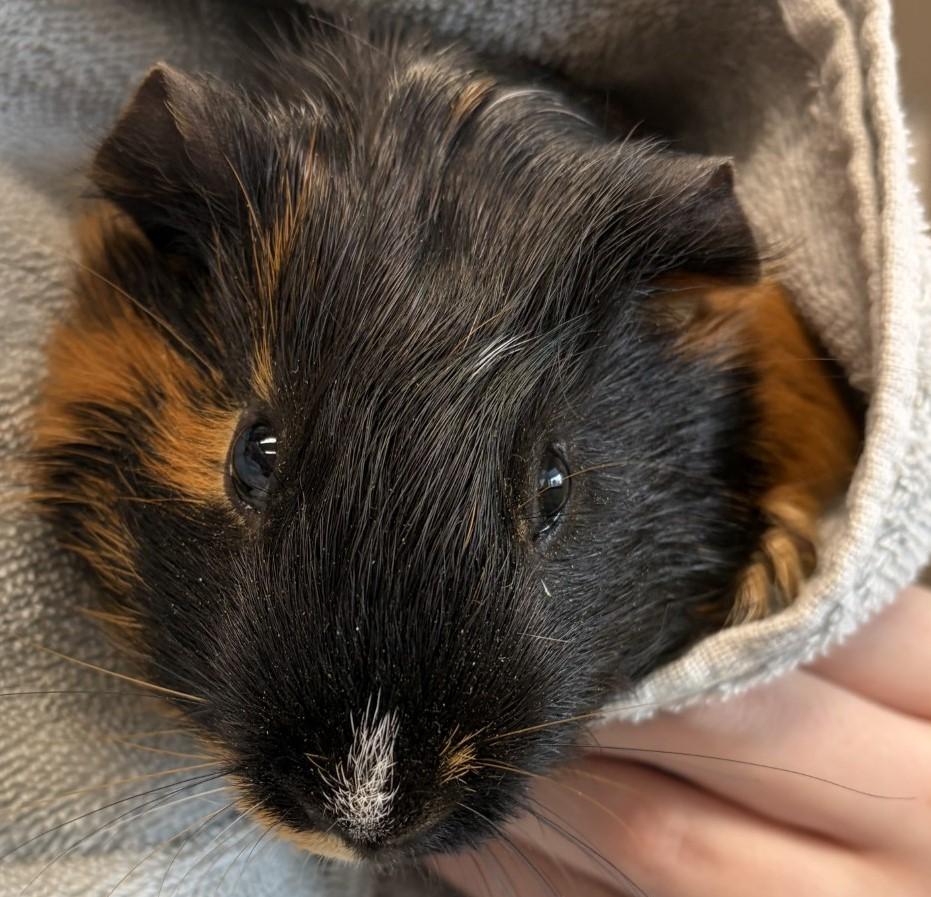 Edward, adopted, Adult Male Guinea Pig.