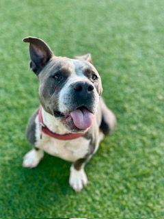 Enlarge Jeff, an adopted Pit Bull Terrier in Eagle, ID image 3/6