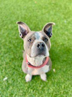 Enlarge Jeff, an adopted Pit Bull Terrier in Eagle, ID image 4/6