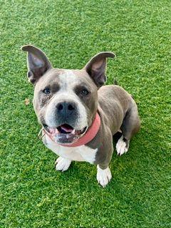 Enlarge Jeff, an adopted Pit Bull Terrier in Eagle, ID image 2/6