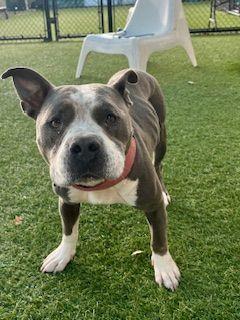 Enlarge Jeff, an adopted Pit Bull Terrier in Eagle, ID image 6/6