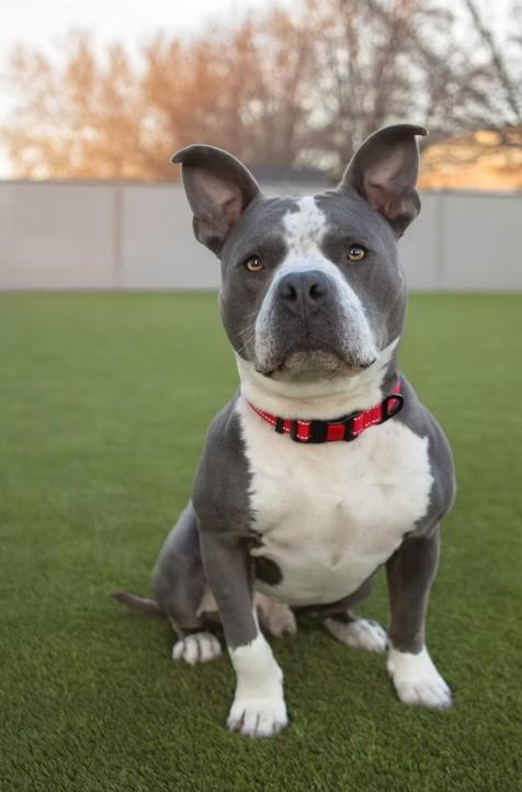 Enlarge Jeff, an adopted Pit Bull Terrier in Eagle, ID image 1/6