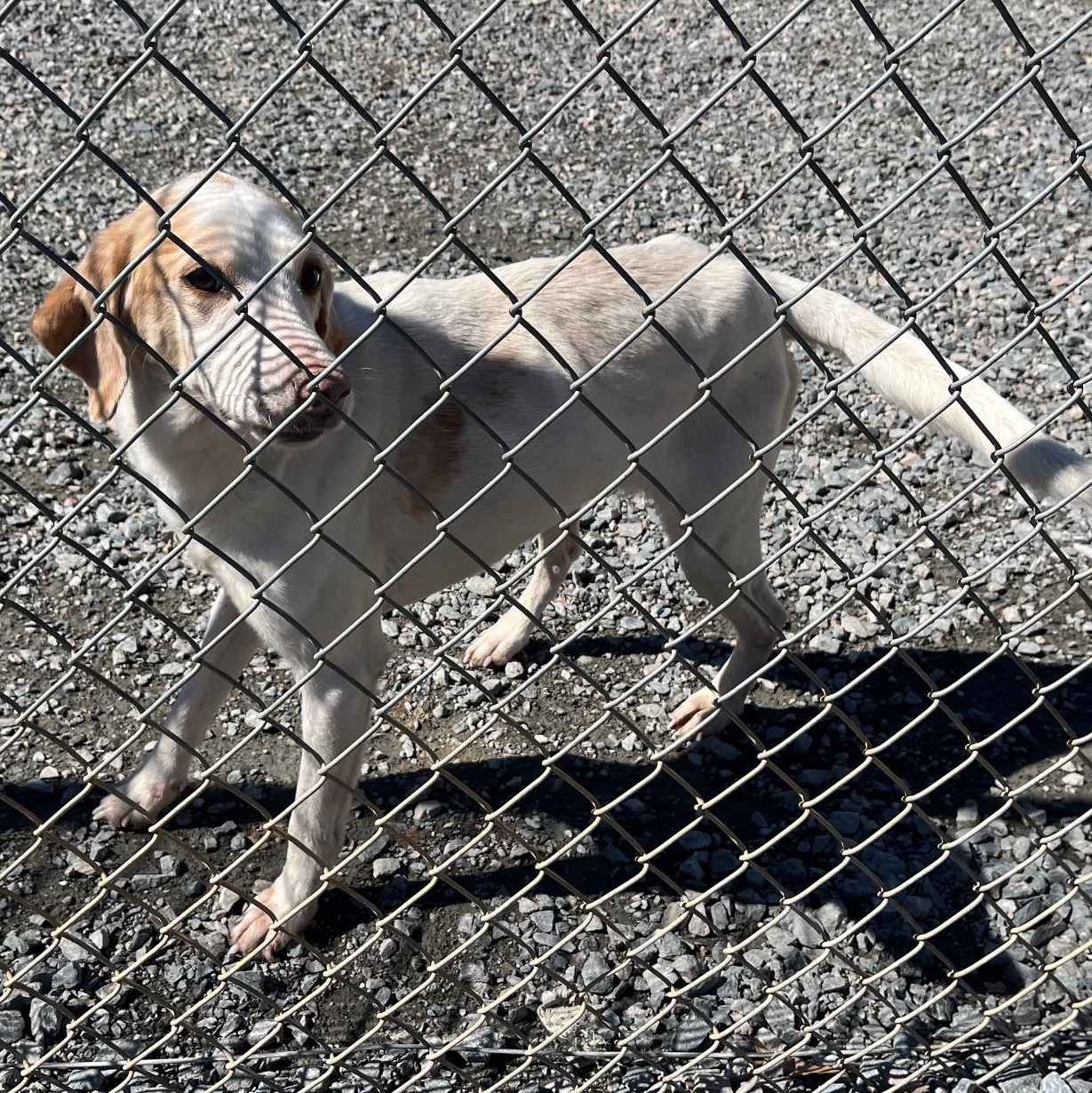 Mr. Belvedere, Senior Male Hound