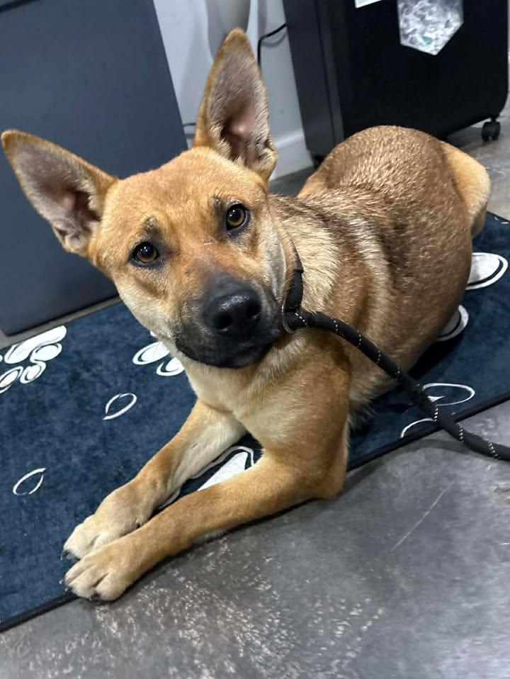 Enlarge Brownie, a Adoptable mixed breed in Munfordville, KY image 1/1