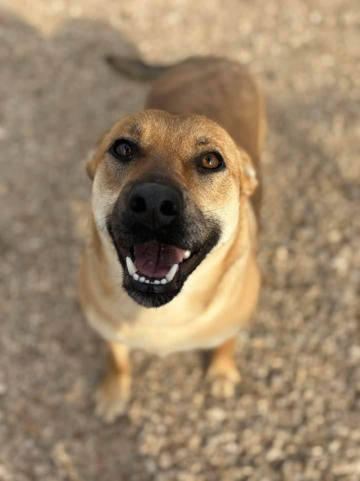 Enlarge Brownie (Sponsored), a Adoptable mixed breed in Munfordville, KY image 1/3