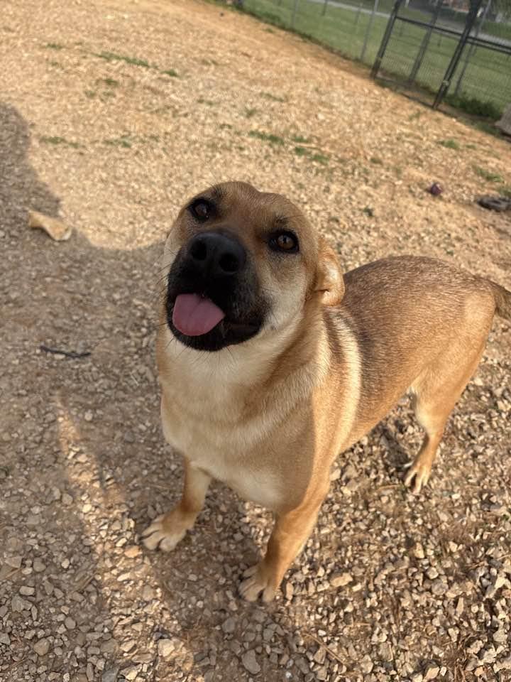 Enlarge Brownie (Sponsored), a Adoptable mixed breed in Munfordville, KY image 2/3