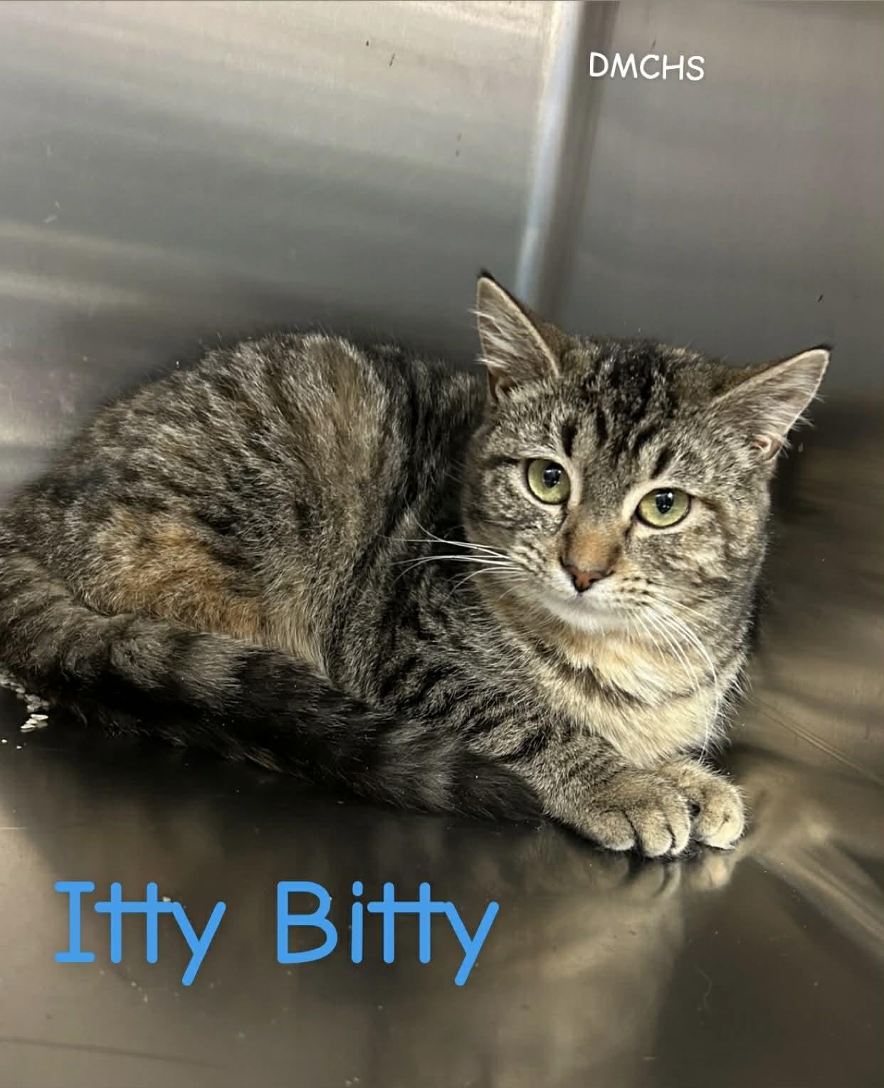 Itty Bitty, Adoptable, Young Female Domestic Short Hair.