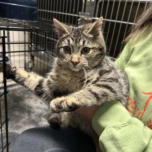 Itty Bitty, Adoptable, Young Female Domestic Short Hair.